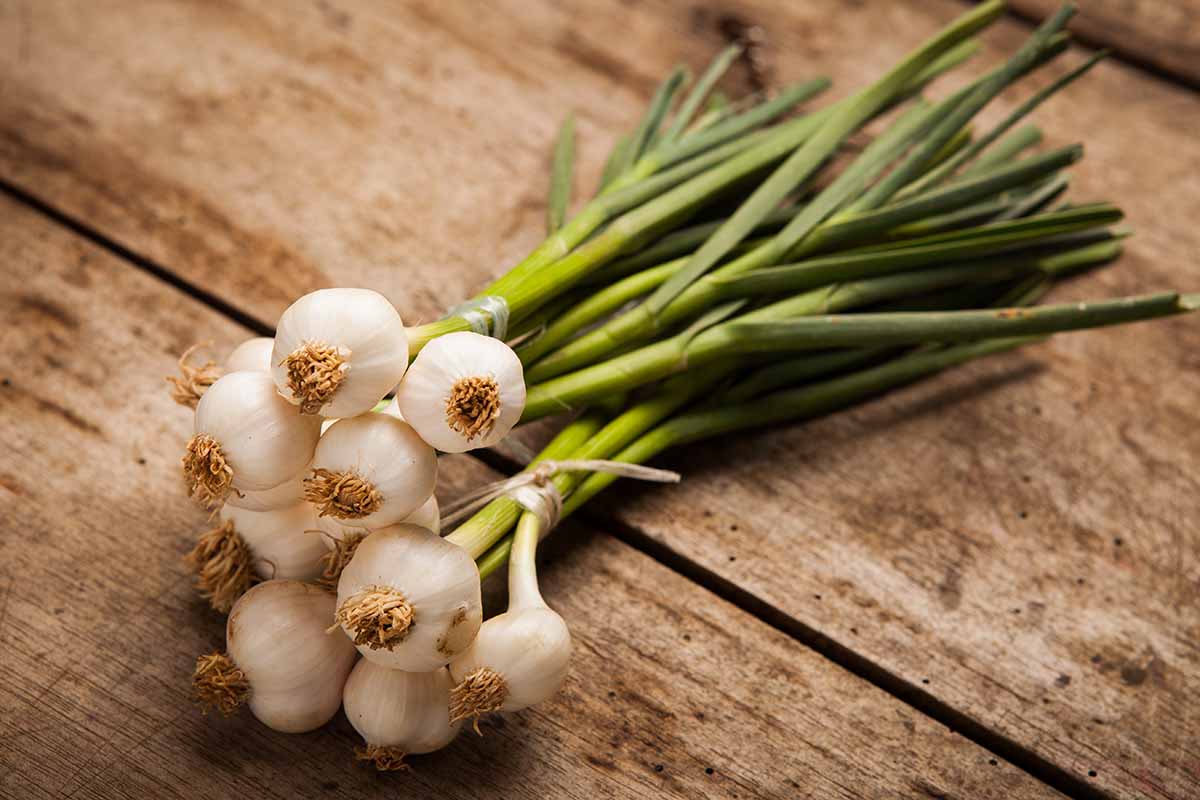 A close up horizontal image of freshly harvested scallions set on a wooden surface.