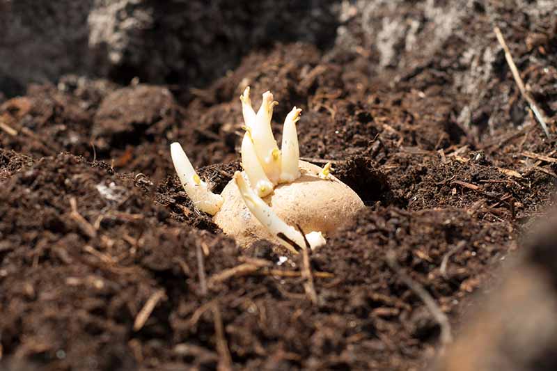 A close up horizontal image of a sprouted potato growing in dark, rich soil.
