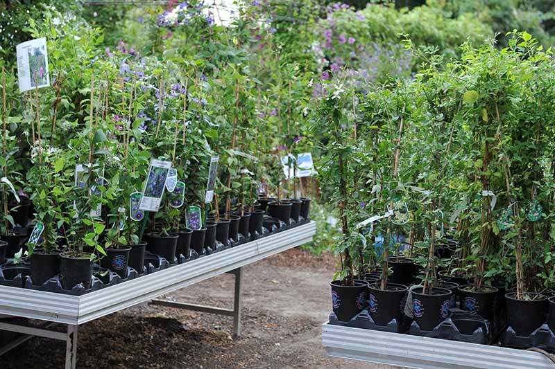 A horizontal image of different clematis plants at a garden nursery.