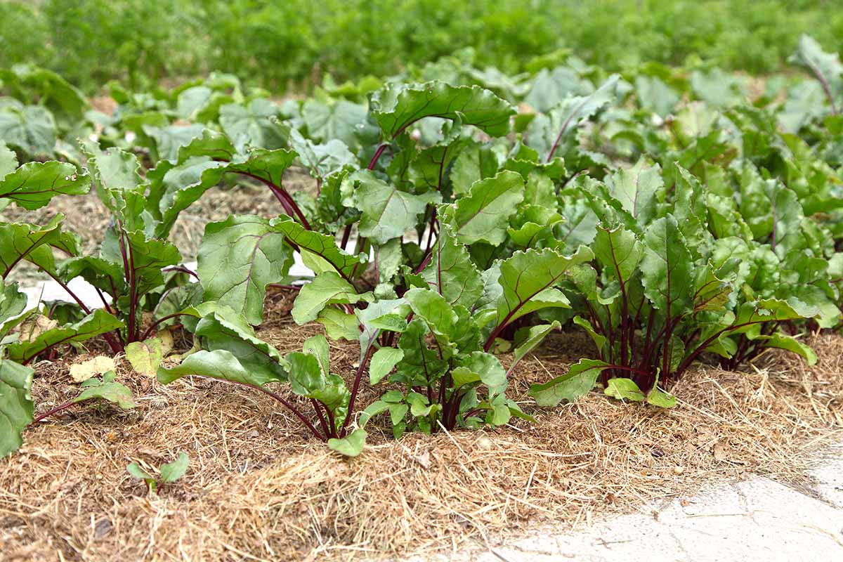 A horizontal image of rows of beets growing in the garden with hay used as mulch.