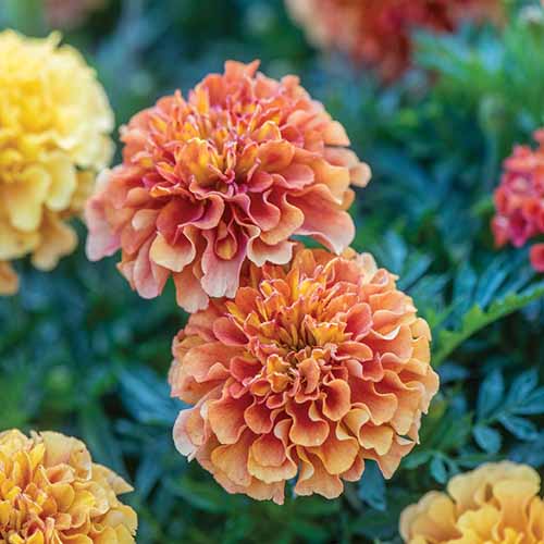 A close up square image of Tagetes patula 'Strawberry Blonde' flowers pictured on a soft focus background.