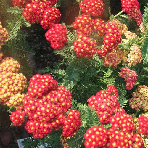 A close up square image of bright red 'Strawberry Seduction' yarrow growing in the garden.