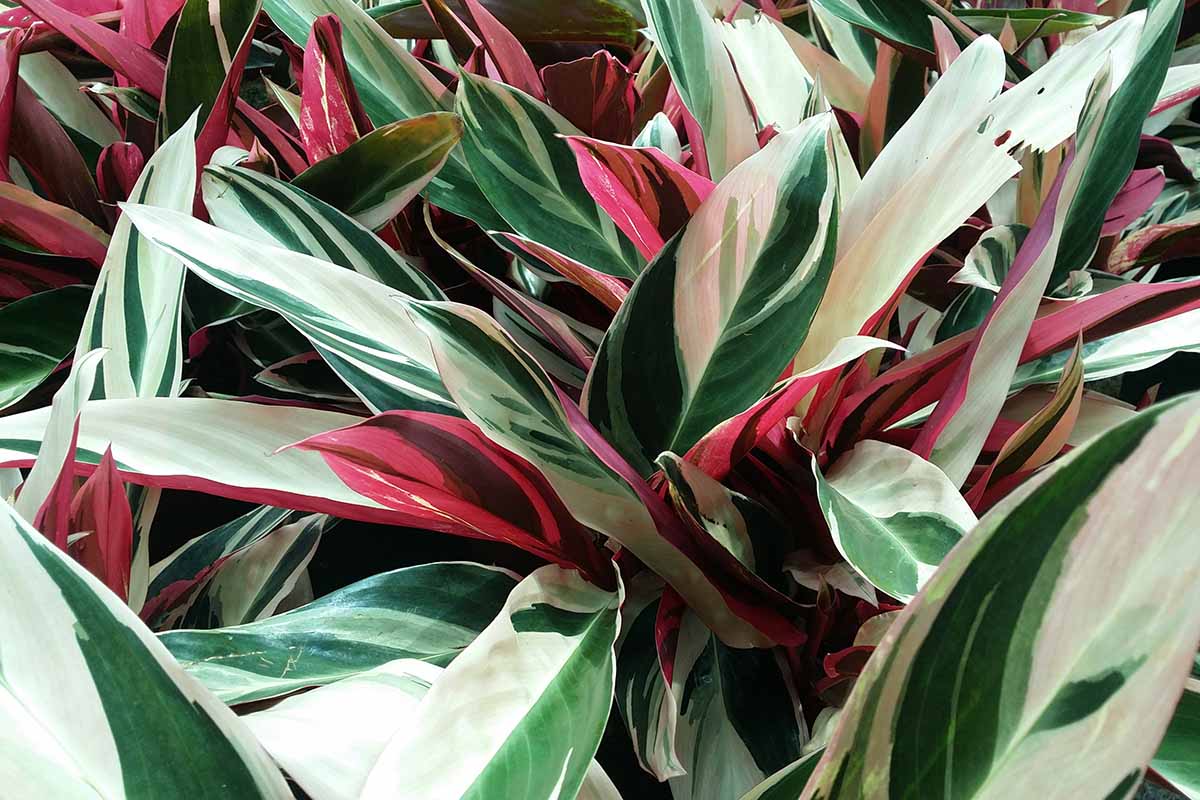 A close up horizontal image of a Stromanthe 'Triostar' growing indoors.