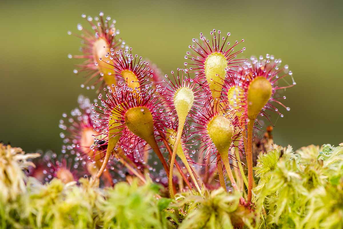 A close up horizontal image of sundew plants growing in a terrarium pictured on a soft focus background.