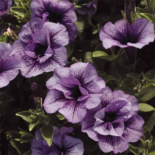 A close up square image of light and dark purple Supertunia 'Priscilla' flowers growing in the garden.