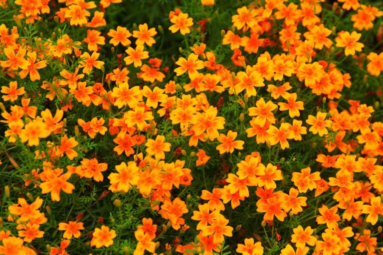 How to Plant and Grow Signet Marigolds | Gardener’s Path