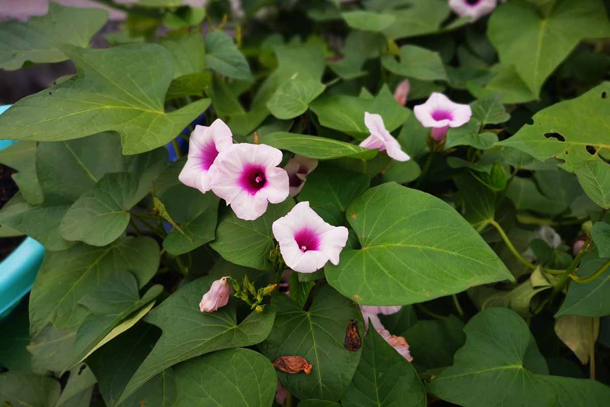 A close up horizontal image of sweet potato flowers that look just like morning glories surrounded by deep green foliage.