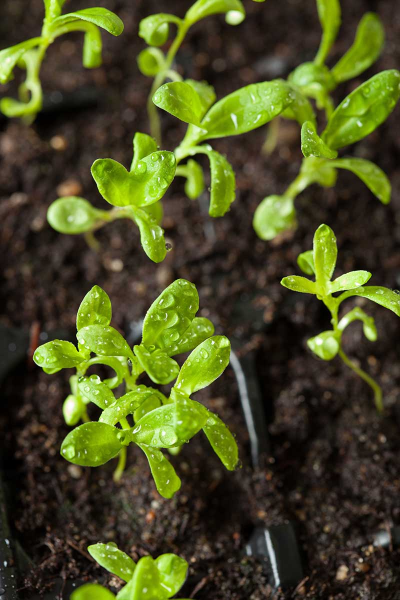 A close up vertical image of seedlings growing in dark, rich soil.