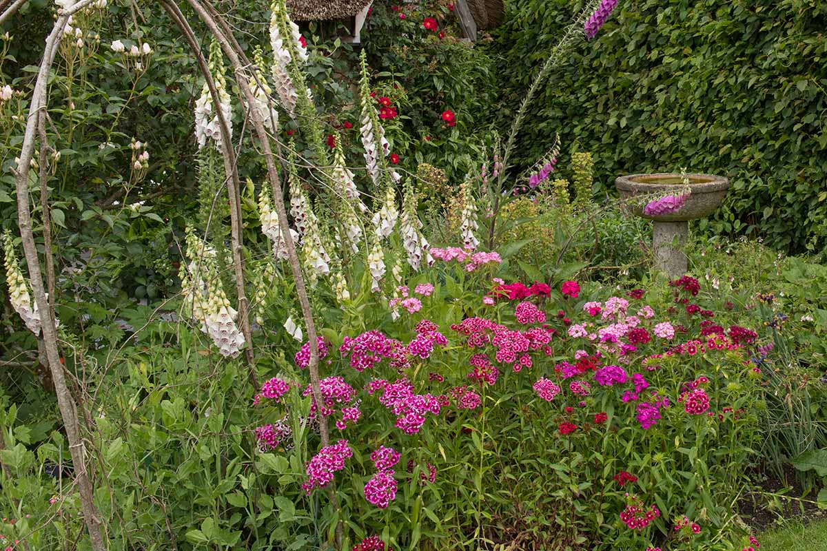 A horizontal image of sweet williams and foxgloves growing in a cottage garden with hedging and a bird bath in the background.