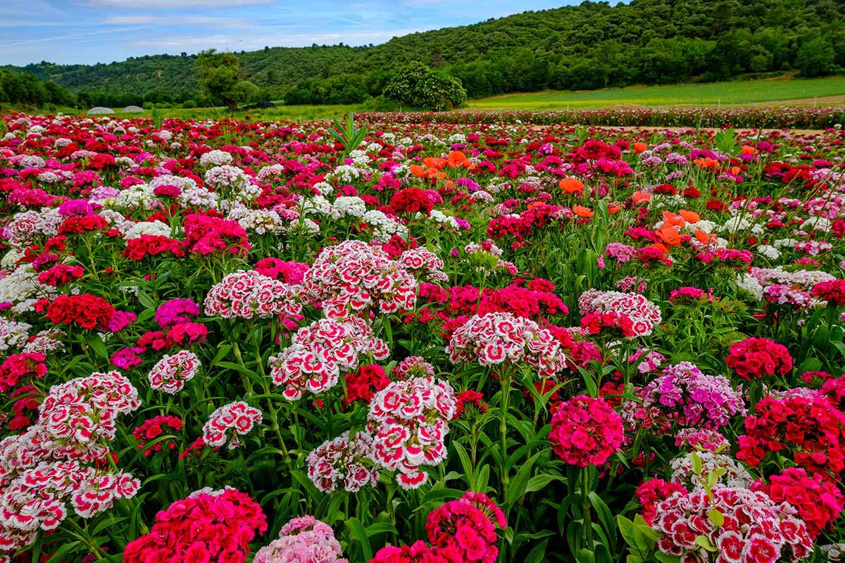 A horizontal image of a mass planting of sweet williams (Dianthus barbatus) growing in the countryside with forest and blue sky in the background.