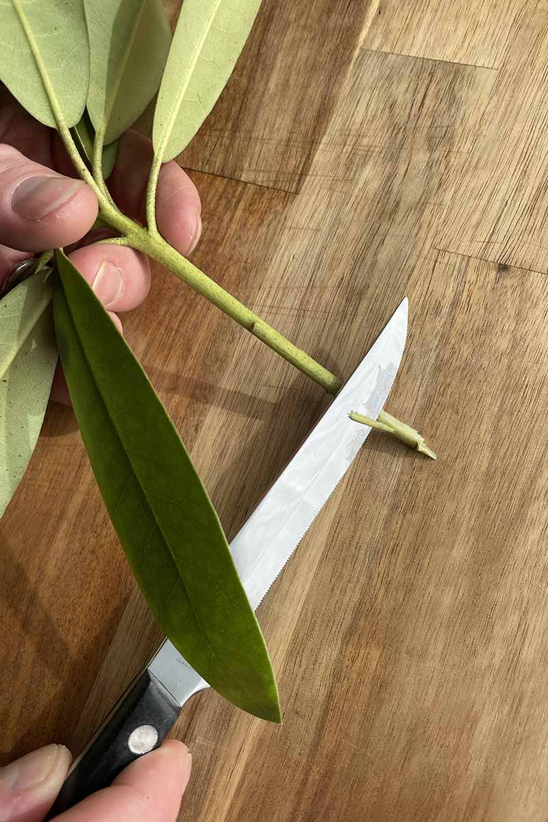 A close up vertical image of a cutting from a rhododendron plant set on a wooden surface with a knife being used to cut the end off.