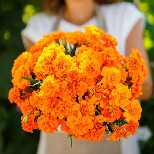 A close up square image of a gardener holding a bunch of 'Tangerine French' marigolds.