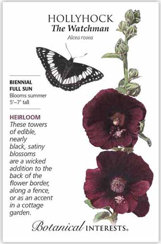A close up vertical image of a packet of 'The Watchman' hollyhock seeds with text to the left of the frame and a hand-drawn illustration to the right.