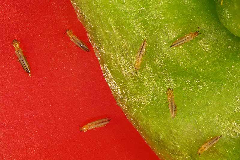 A close up horizontal image of thrips infesting a leaf on a red background.