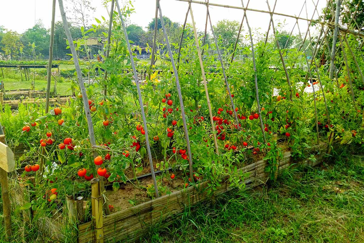 A horizontal image of a raised bed garden filled with tomato plants and a wooden structure for staking.