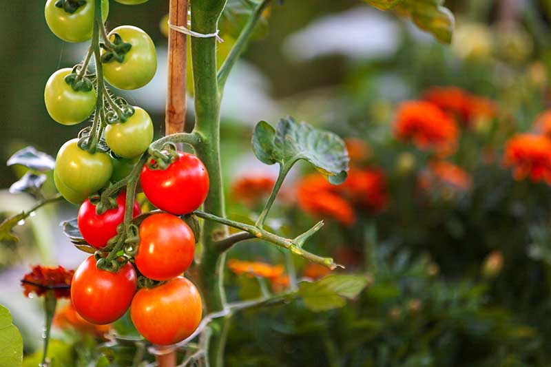 A close up horizontal image of tomatoes ripening on the vine with flowers in soft focus in the background.