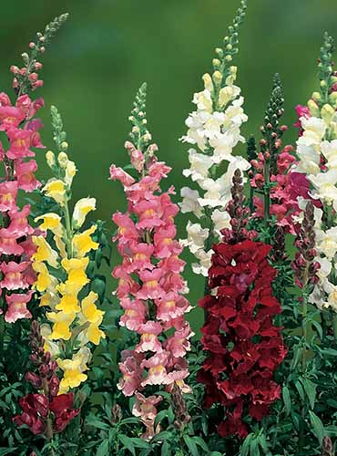 A close up vertical image of Antirrhinum majus Topper flowers pictured on a green soft focus background.