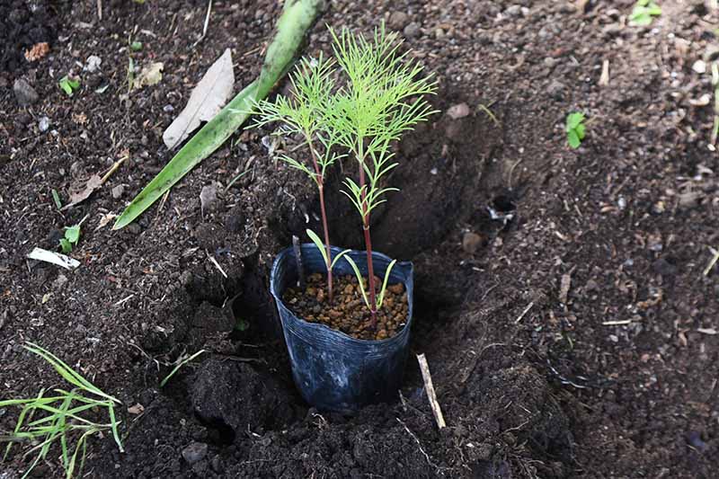 A close up horizontal image of potted cosmos seedlings being transplanting into the garden.