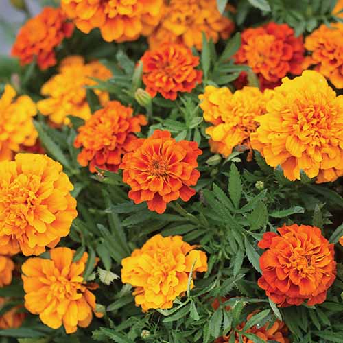 A close up square image of red and orange 'Triple Treat' French marigolds growing in the backyard.