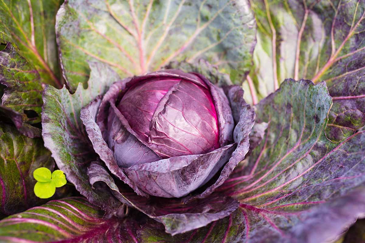 A close up horizontal image of a red cabbage growing in the garden.