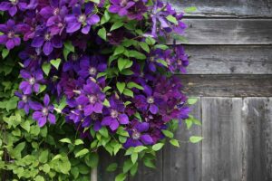 A close up horizontal image of clematis growing up a wooden fence.