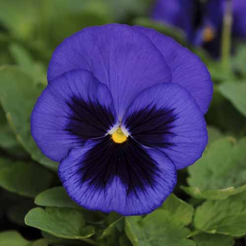 A close up square image of Viola × wittrockiana 'Ullswater,' a blue and black flower pictured on a soft focus background.