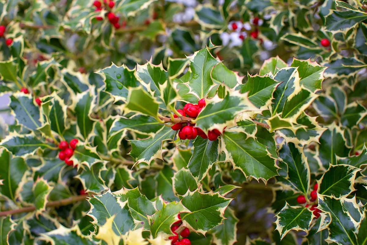 A close up horizontal image of Ilex aquifolium 'Silver Queen,' sporting variegated foliage and bright red berries.
