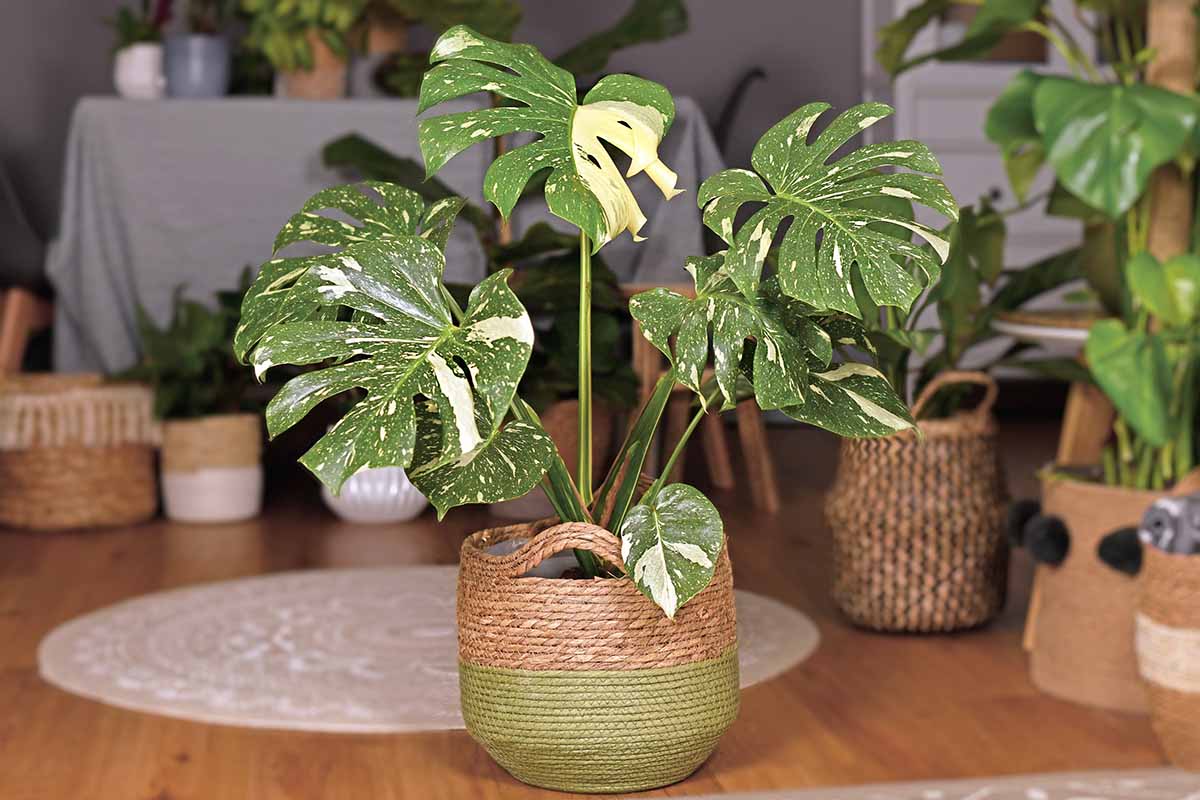 A close up horizontal image of a Monstera deliciosa 'Thai Constellation' growing in a pot set in a wicker basket indoors.