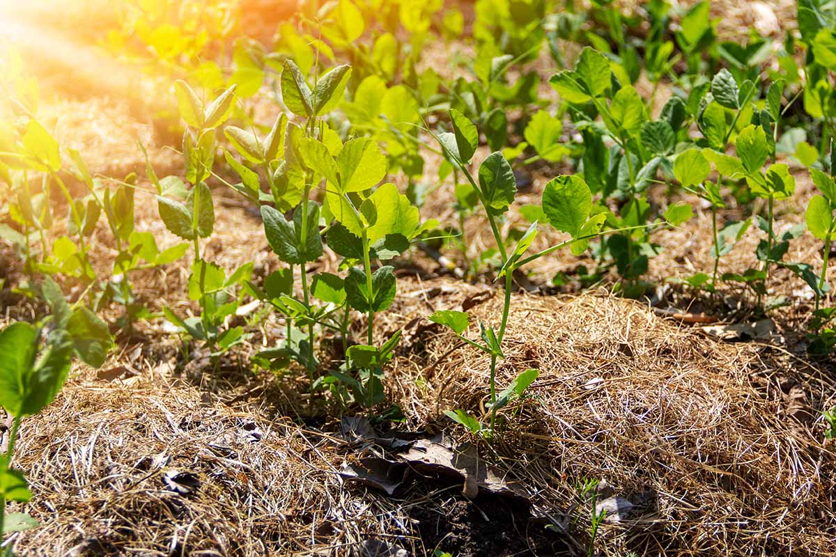 A horizontal image of pea plants growing in rows in the garden pictured in evening sunshine.
