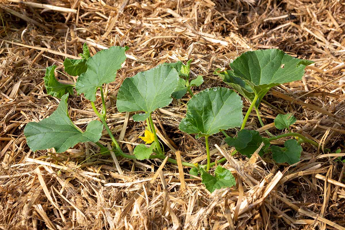 A close up horizontal image of a small melon plant growing in the vegetable garden surrounded by straw mulch.