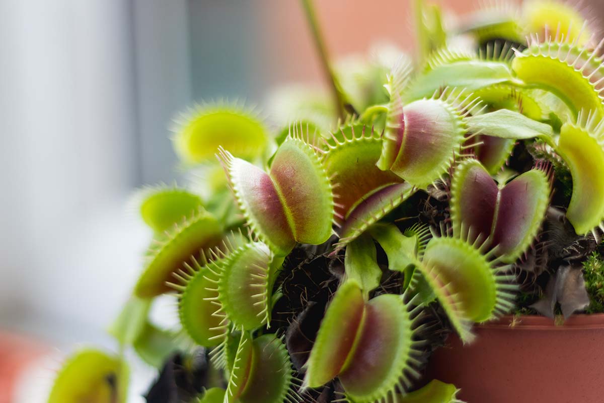 A close up horizontal image of a Venus flytrap growing in a pot pictured on a soft focus background.