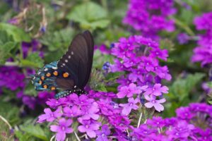 A close up horizontal image of the purple flowers of verbena visited by a butterfly.
