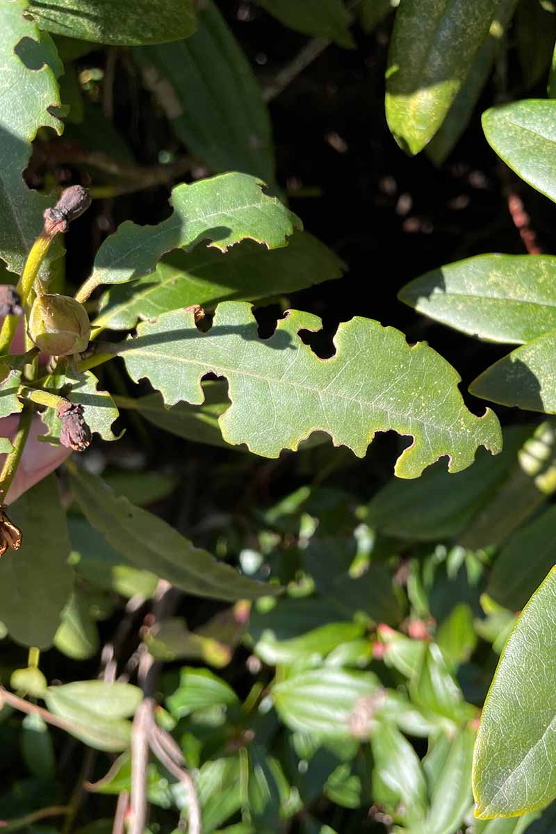 A close up vertical image of the damage done by vine weevils to the foliage of an ornamental shrub.