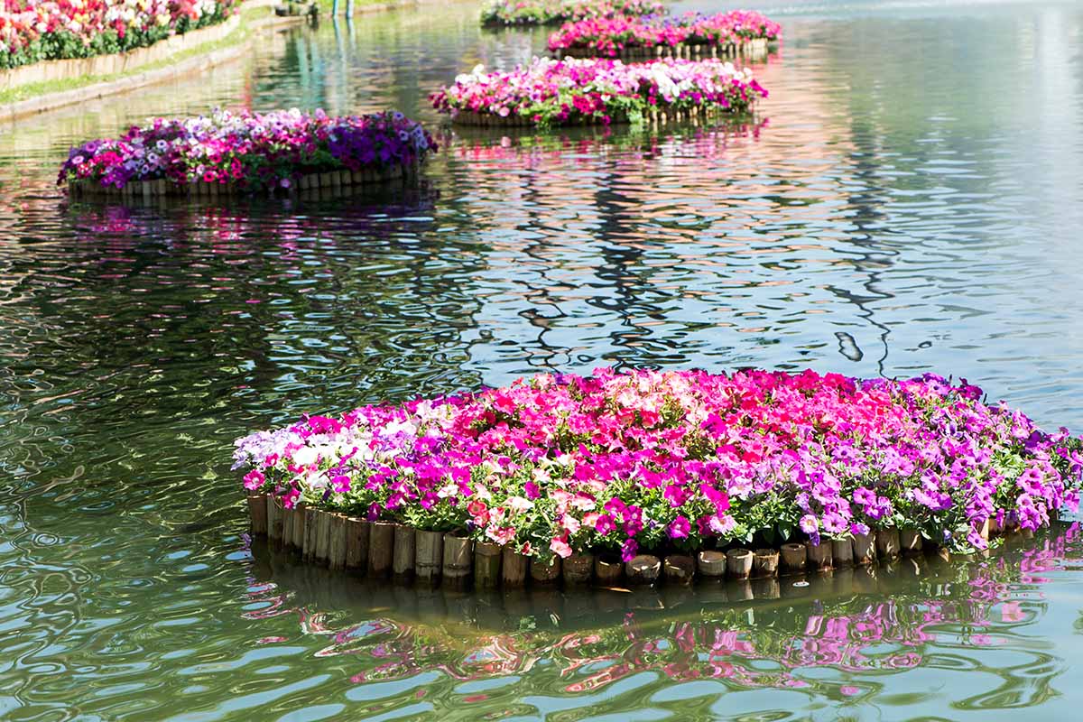 A horizontal image of a water feature planted with pink and white trailing petunias.