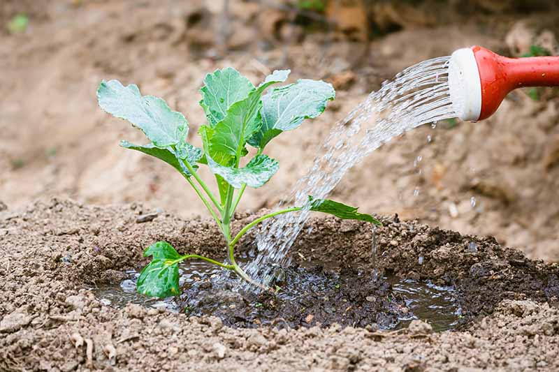 A close up horizontal image of a watering can being used to irrigate a seedling growing in the garden.