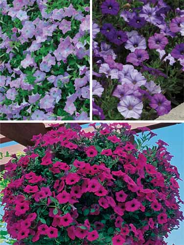 A collage of three images of different types of petunias from the Wave series.