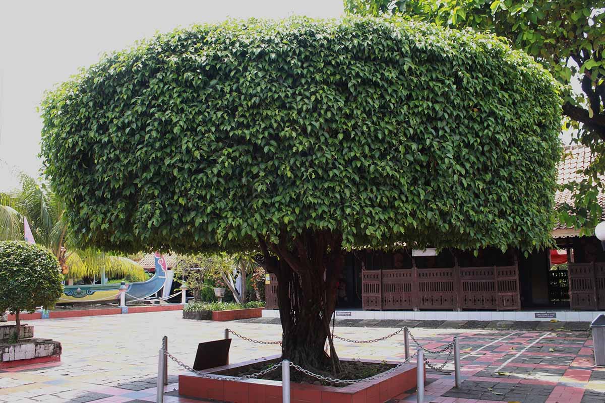 A close up horizontal image of a Ficus benjamina pruned into a formal style growing oudoors.