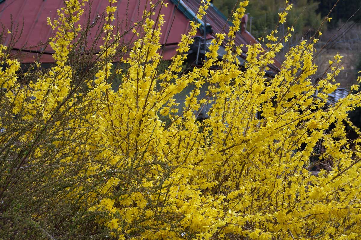 A close up horizontal image of bright yellow blossoms adorning a weeping forsythia shrub growing outside a residence.