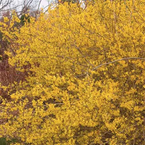 A square image of a weeping forsythia in full bloom growing in the spring garden.