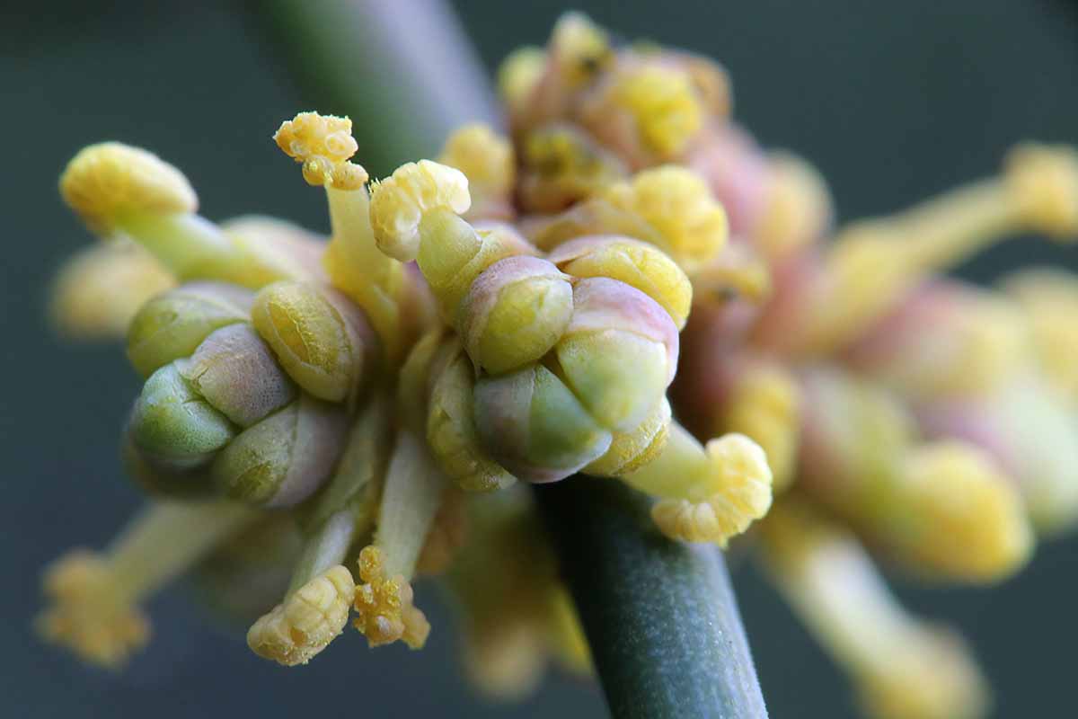 A close up horizontal image of the buds of a werewolf plant (Ephedra foeminea) pictured on a soft focus background.