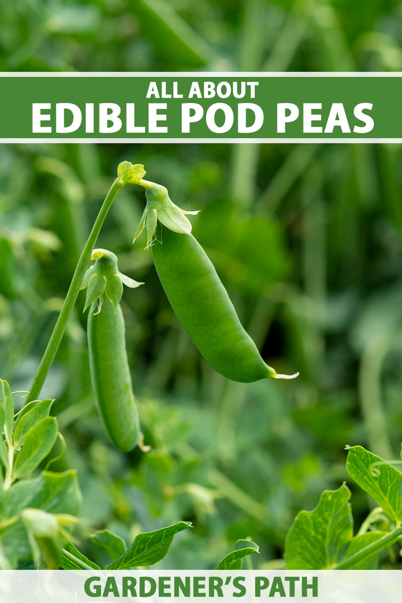 A close up vertical image of pea pods growing in the garden ready for harvest, pictured on a soft focus background. To the top and bottom of the frame is green and white printed text.