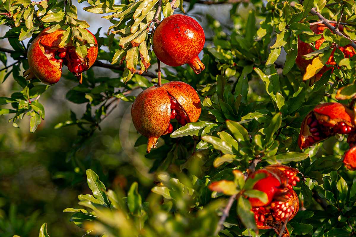 A close up horizontal image of ripe pomegranates growing on the tree some of which have split open, pictured in light autumn sunshine.