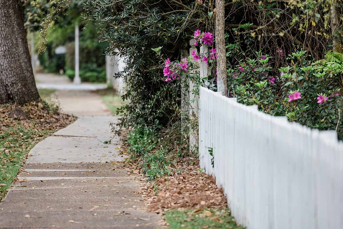 A horizontal image of a white picket fence with blooming formosa azalea flower bushes near a sidewalk.
