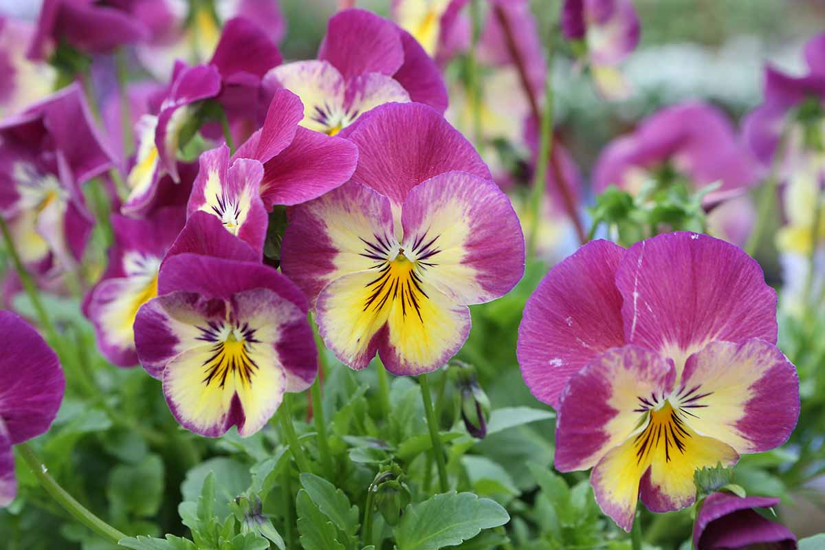 A close up horizontal image of pink and yellow violas growing in the garden pictured on a soft focus background.