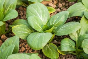 A close up horizontal image of bok choy growing in the garden.
