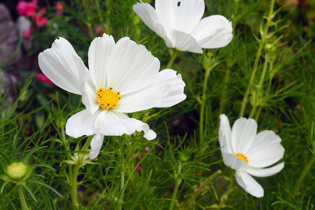 A close up horizontal image of white cosmos flowers growing in the garden.