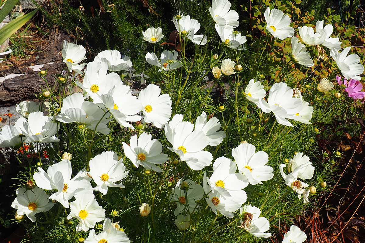 A horizontal image of a swath of white cosmos growing in the backyard.