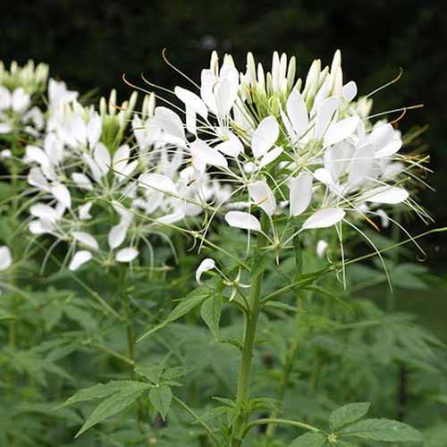 A close up square image of 'White Queen' cleome flowers growing in the garden.