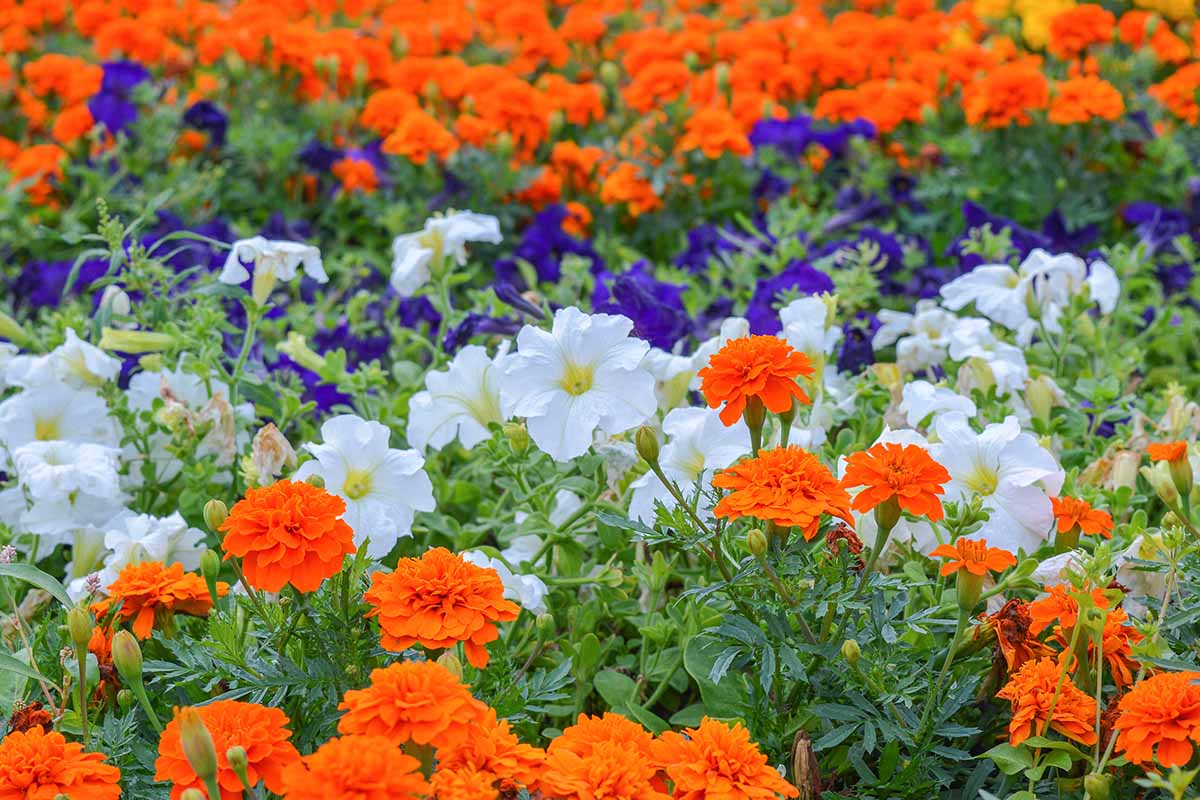 A horizontal image of a flower garden with bright orange marigolds and white and purple petunias.