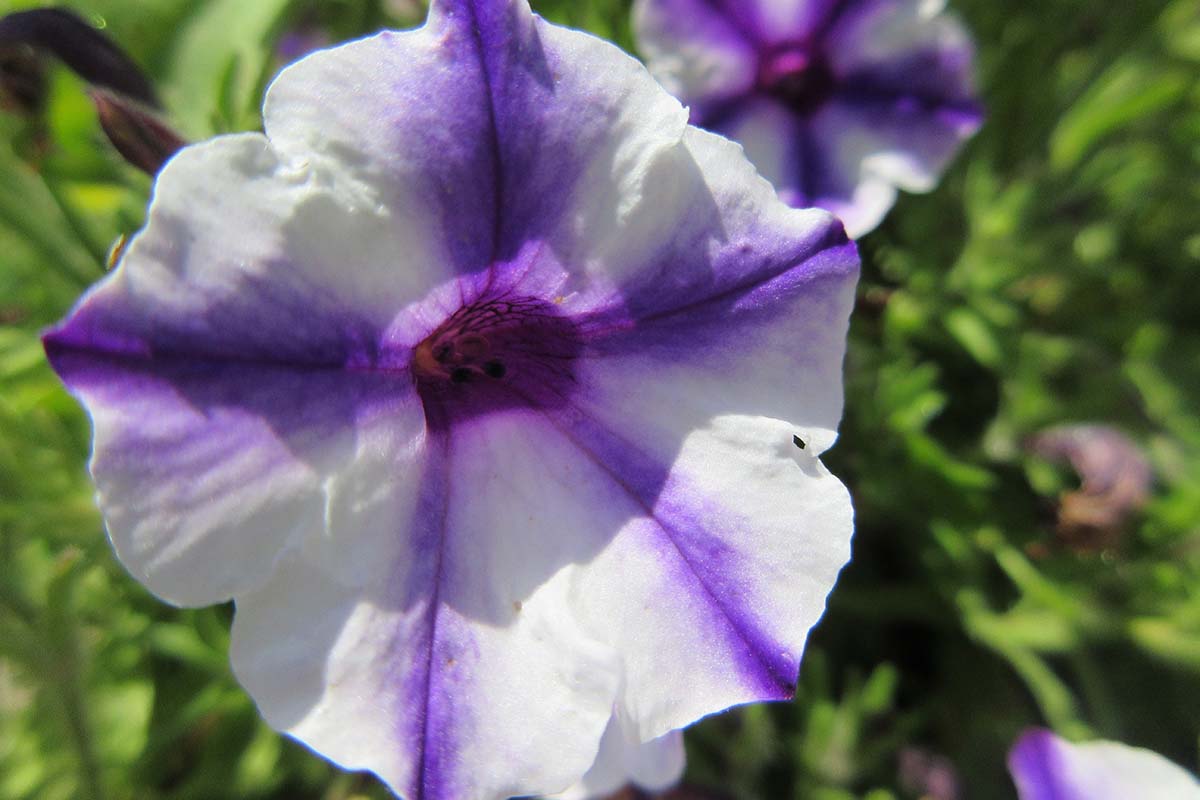 A close up horizontal image of a white and purple petunia flower pictured in light sunshine on a soft focus background.